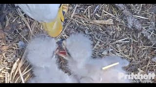 SWFL EaglesPretty Peaceful FeedingBoth Chicks Get Fed4420 [upl. by Lynea211]