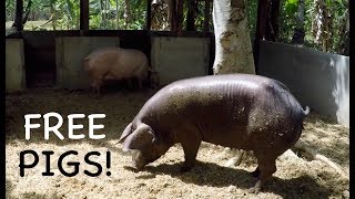 Release Day For The Pigs After 18 Months In A Pen [upl. by Enyamrahs]