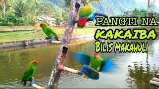 kulasisi Hanging Parrots ginawang pangti [upl. by Ekle314]