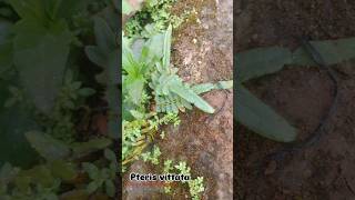 🌿🌱☘️ pteris vittata plants gardening nature [upl. by Kynan]