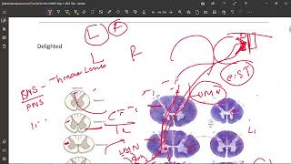 22 Corticospinal Tract [upl. by Cordova332]