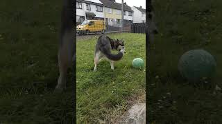 Husky playing with football ⚽️ husky [upl. by Amikahs]