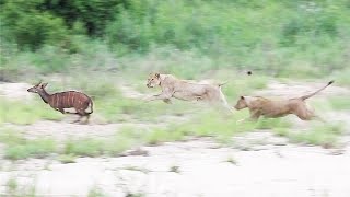 🦁 LION HUNT and new LEOPARD cub 🐆 [upl. by Tisbee]