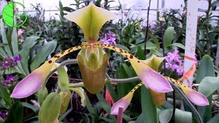 Paph Toni Semple • January 2019 Orchid Collection Update and Greenhouse Highlights [upl. by Ahsart697]