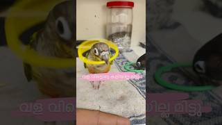 വള വിട്ടൊരു കളിയില്ല മിട്ടു l Mittu amp Kallu My companion parrottraining parrot mypet [upl. by Anahcra]