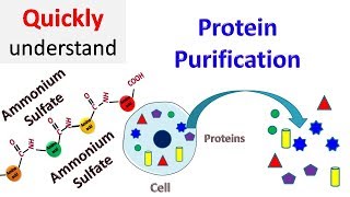 Protein Purification [upl. by Aihsinyt]