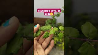 Thunbergia plant care thunbergia plants gardening trending [upl. by Nnaira]