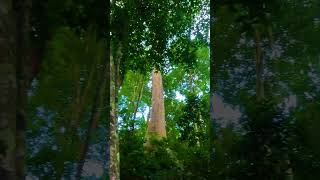 Epic Discoveries Cambodias Sea Forest mondulkiri [upl. by Solrac436]