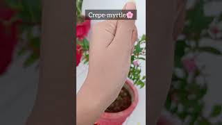 Crepemyrtle🌸  Lagerstroemia youtubeshorts flowers shorts [upl. by Reggis898]