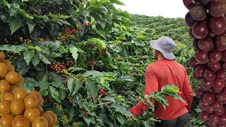 COMEÇO DA COLHEITA DE CAFÉ EM MINAS GERAIS 🇧🇷 [upl. by Arratoon664]