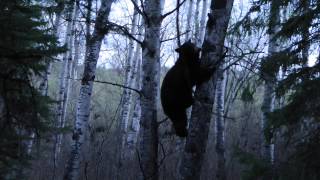 Black Bear Bow Hunt Rock Ridge Outfitting Ltd [upl. by Ijneb]