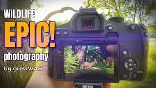 EPIC wildlife shoots Canon 850D amp iphone11 [upl. by Perkin]