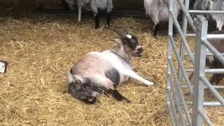 Pygmy Goat Birth REALLY CLOSE [upl. by Fabian969]