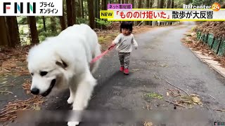 まるで「もののけ姫」？ 超大型犬と1歳女児の“お散歩映像” 再生回数が1700万回超 [upl. by Mizuki903]