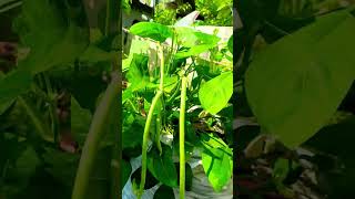 My Organic Lobia in Terrace Garden [upl. by Attenad]