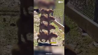 Capybara  The Friendliest Animal On Earth shorts facts [upl. by Athalia271]