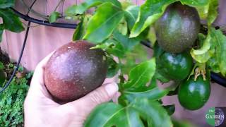 grow Passionfruit like a professional use a trellis grafted Panama Red [upl. by Derwood379]