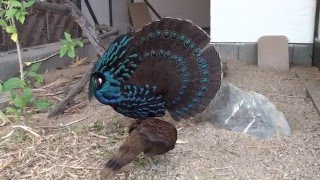 Palawan Peacock Pheasants mating time [upl. by Neffets294]