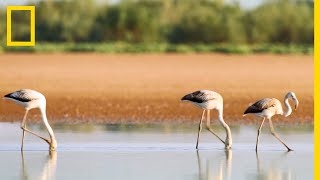 Le flamant rose visiteur inattendu du Sahara [upl. by Specht]