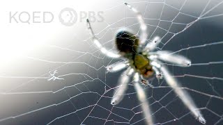 Is a Spiders Web a Part of Its Mind  Deep Look [upl. by Sinnej363]