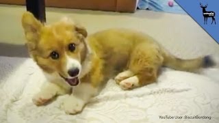 Dogs Try Booties For The First Time [upl. by Nevag]