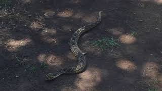 African puff adder facts [upl. by Russell]