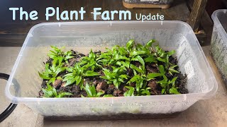 An update on the aquatic plant farm [upl. by Aneg]