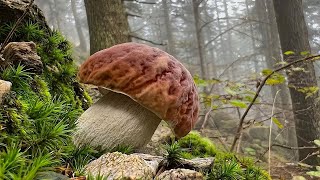 OTTOBRE ALLA RICERCA DELL’EDULIS ALPINO➖ PORCINI 2024 [upl. by Levenson]