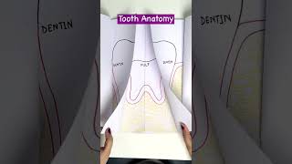 Learn Tooth Anatomy🦷 [upl. by Claud416]