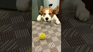 Dog on a Ball Mission  Nonstop fun Doggo Chasing Ball beagle funnyvideo shorts youtubeshorts [upl. by Leahcimsemaj129]