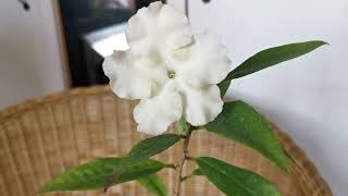 Brunfelsia jamaicensis how I am growing this very fragrant houseplant in the United Kingdom [upl. by Eiramanit]