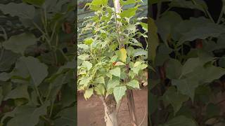 Peepal miniature tree beautiful bonsai my home nursery garden shorts [upl. by Relyhs]