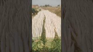 Harvesting of Radish radish harvest agriculture farmer ytshorts youtubeshorts [upl. by Christabelle855]