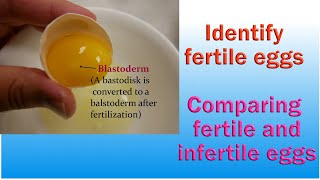 How to detect fertile egg [upl. by Arev]