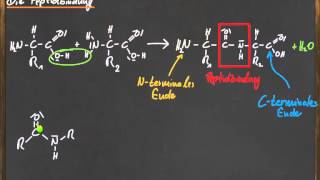 Q 11 Die Peptidbindung [upl. by Wiburg]