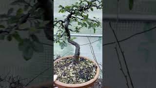 Lorme de Chine pour le cours débutant sur FaitesDuBonsai [upl. by Dian393]