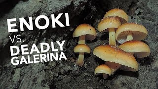 Learn To Identify Wild Edible Enoki Mushrooms [upl. by Harbert390]