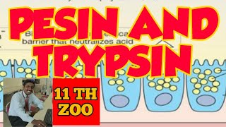 Q PEPSIN AND TRYPSIN COMPARISON  TAMIL EXPLANATION [upl. by Rog]