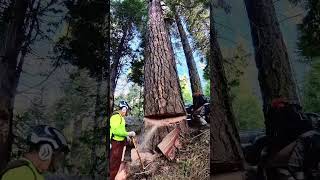 nice ponderosa pine died right next to the highway [upl. by Oemor309]