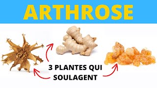 Voici 3 Plantes qui Améliorent le Confort des Articulations [upl. by Anihpesoj]