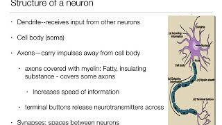 Introduction to Psychology 21  The Brain and Behavior  Nervous System and Neurons [upl. by Sherard]