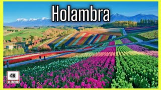 Holambra SP cidade das flores um espetáculo da natureza 4k [upl. by Sixela]