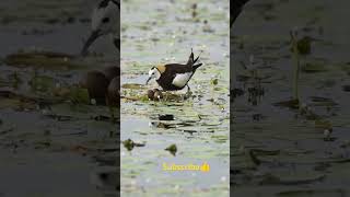 birds nature shortvideo [upl. by Siravaj]