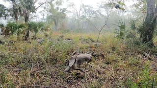 Fine florida public land buck Florida wma muzzleloader hunt [upl. by Fortin]