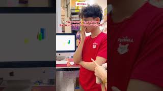 Cứng ngắt 🥶 petmallflagship funny petmallvn haihuoc reels relaxing petlover duet trending [upl. by Alletneuq]