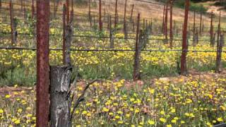 Field Grafting Grapevines  How Grapes are Grafted to Change Varieties  Wine Education Videos [upl. by Haleelahk]