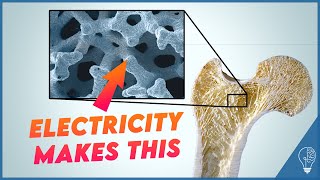 How electricity in your bones makes them stronger  Piezoelectric effect [upl. by Evers]