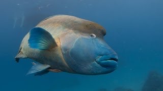 Humphead wrasse Whitsundays [upl. by Anairotciv]