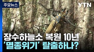 장수하늘소 복원 10년멸종위기 탈출하나  YTN [upl. by Sesylu971]