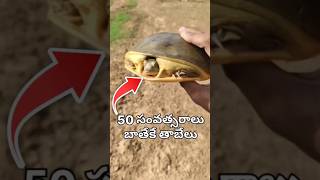 playing with tortoise 😭😭😭comedy madcreations funny farmers wildlife tortoise tortoiseslife [upl. by Hetti]